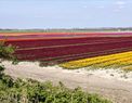 bloemenvelden Flakkee